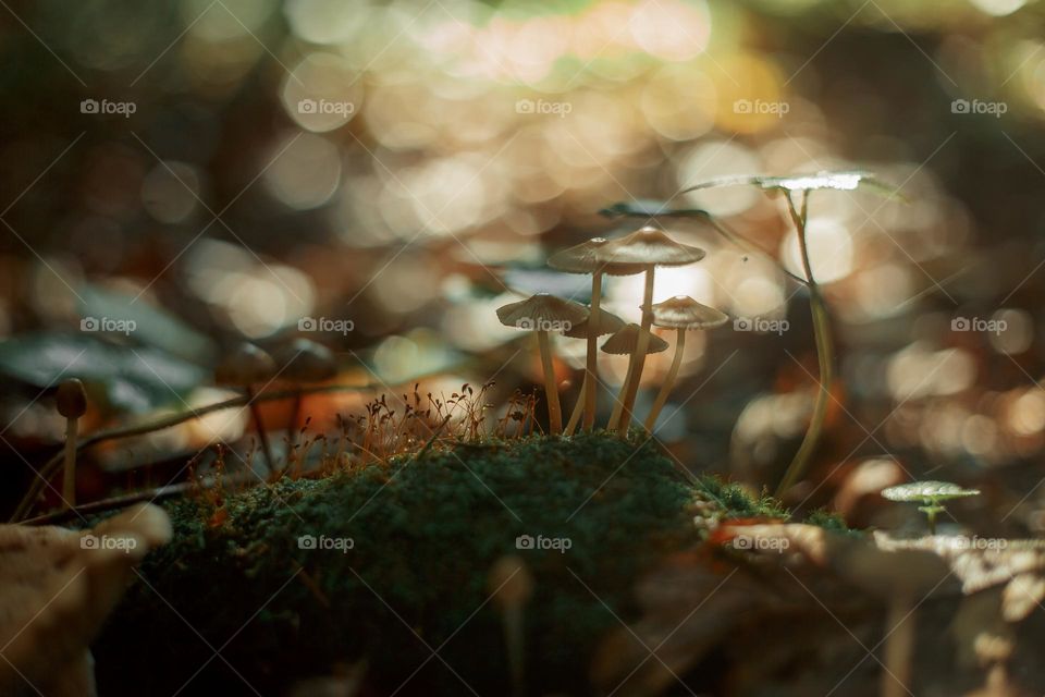 Mushrooms in a autumn sunny forest