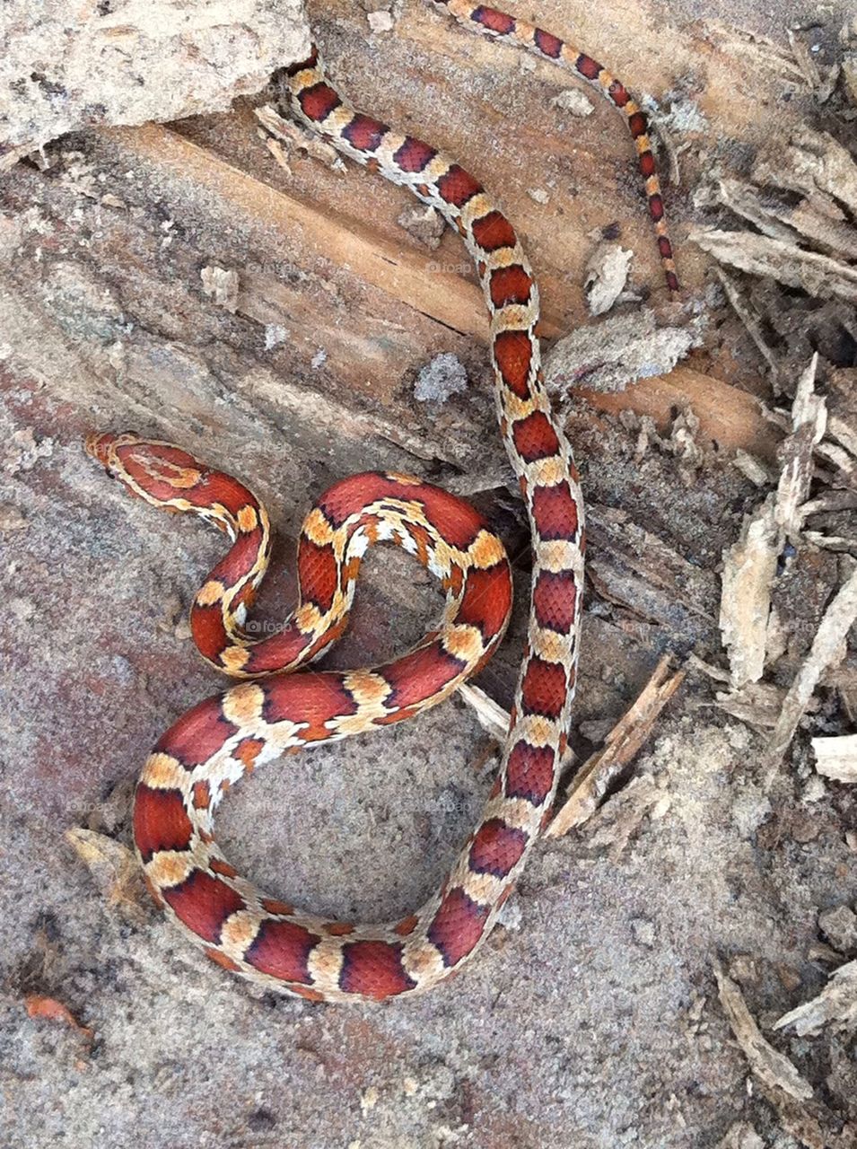 Milk snake