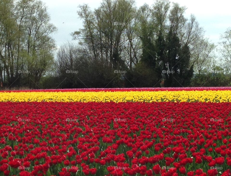 Tulip field