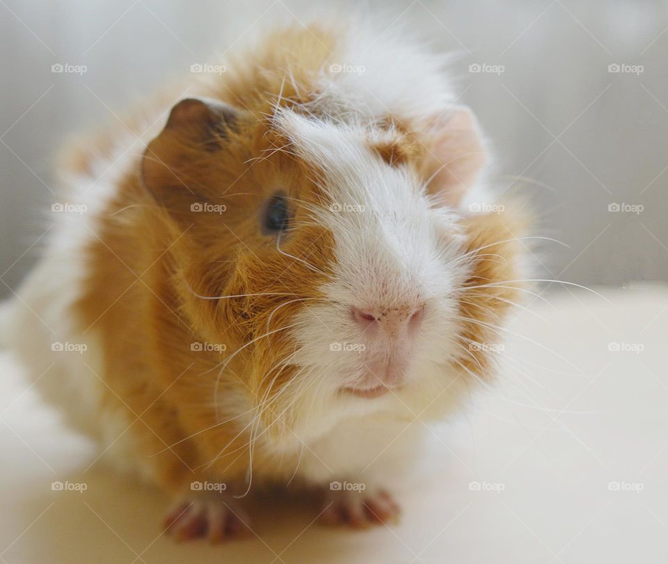 guinea pig beautiful portrait home close up, love pet