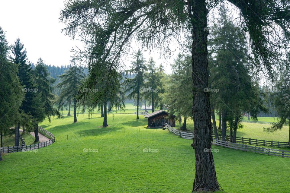 larch trees and meadow