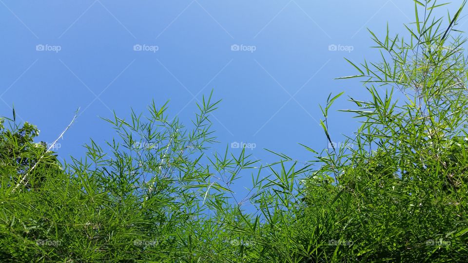 bamboo tree background with blue sky