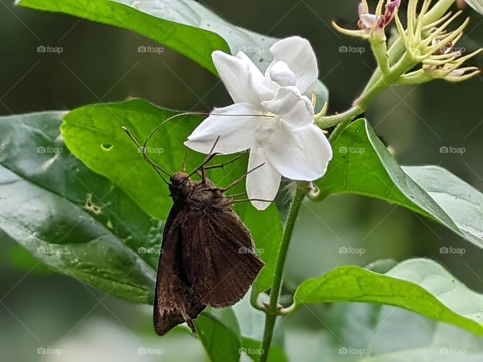 butterflies and jasmine flowers