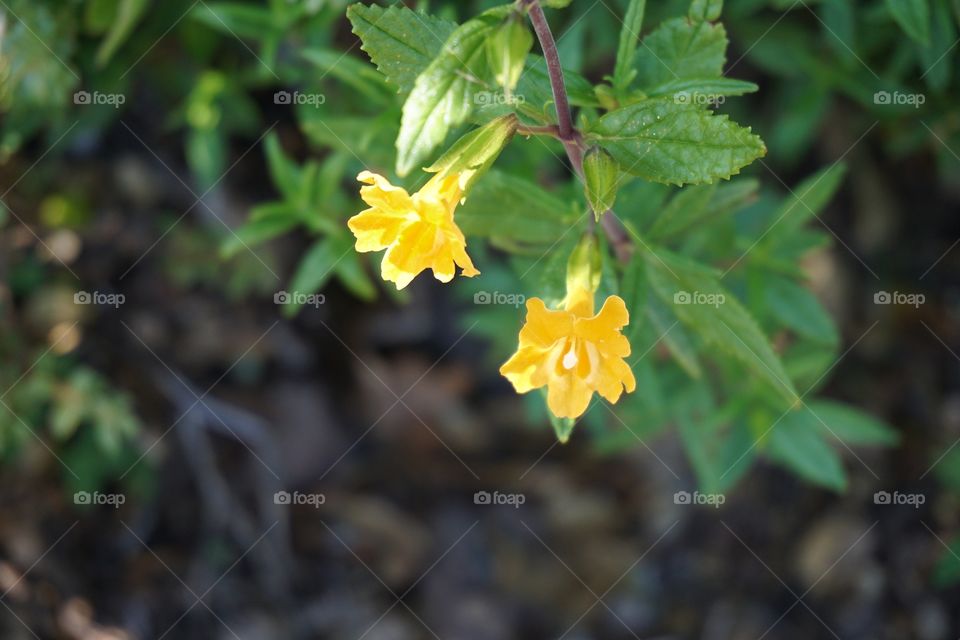 Yellow flowers