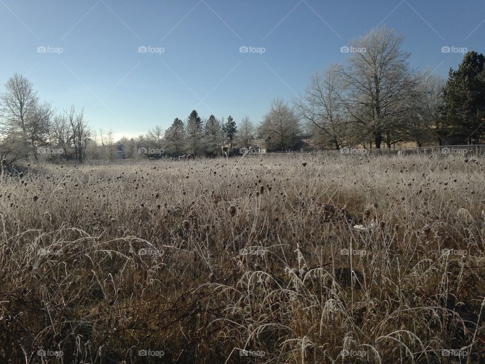 Frosty Field 