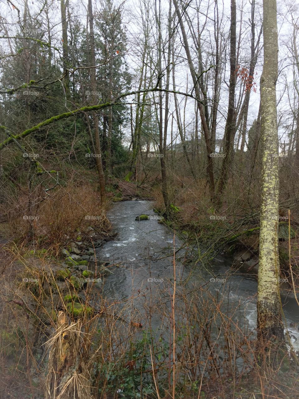 Creek beside my path