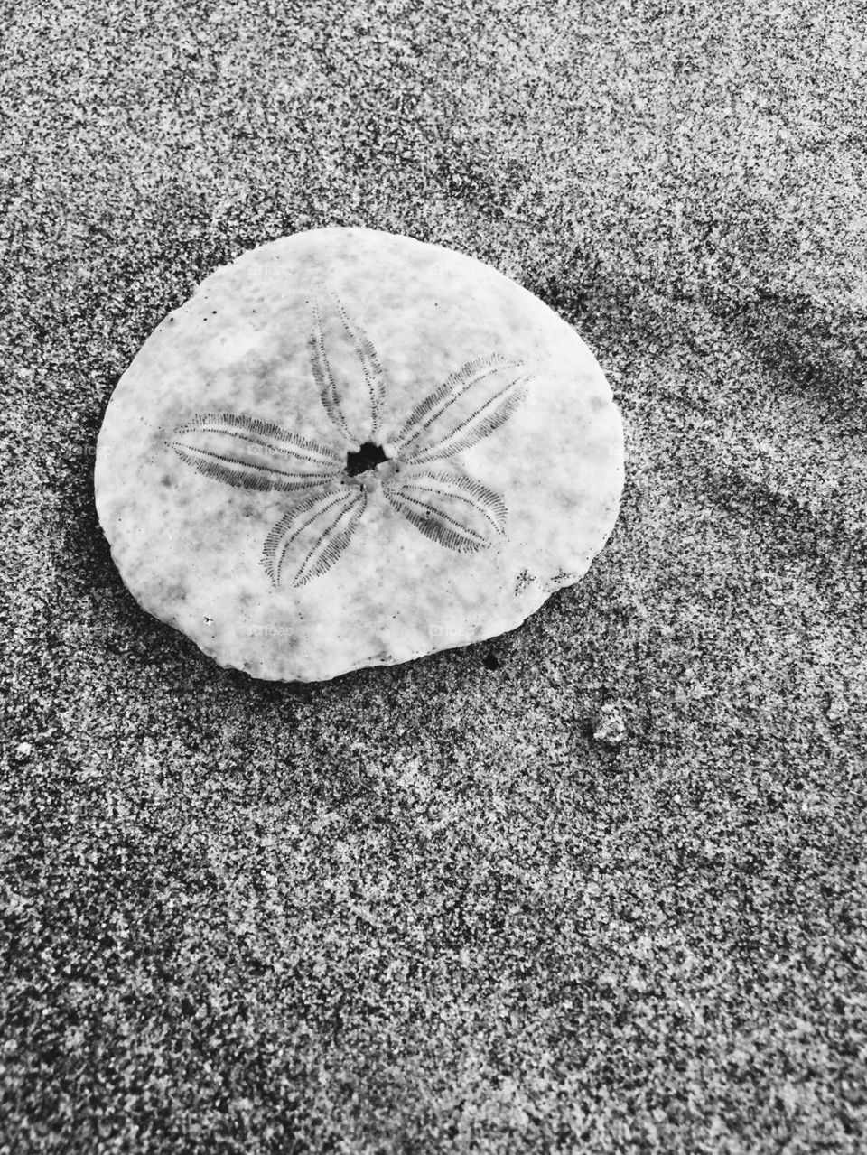 Beach Combing 