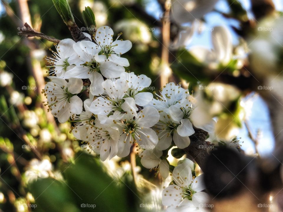 Prune tree in bloom in my yard 