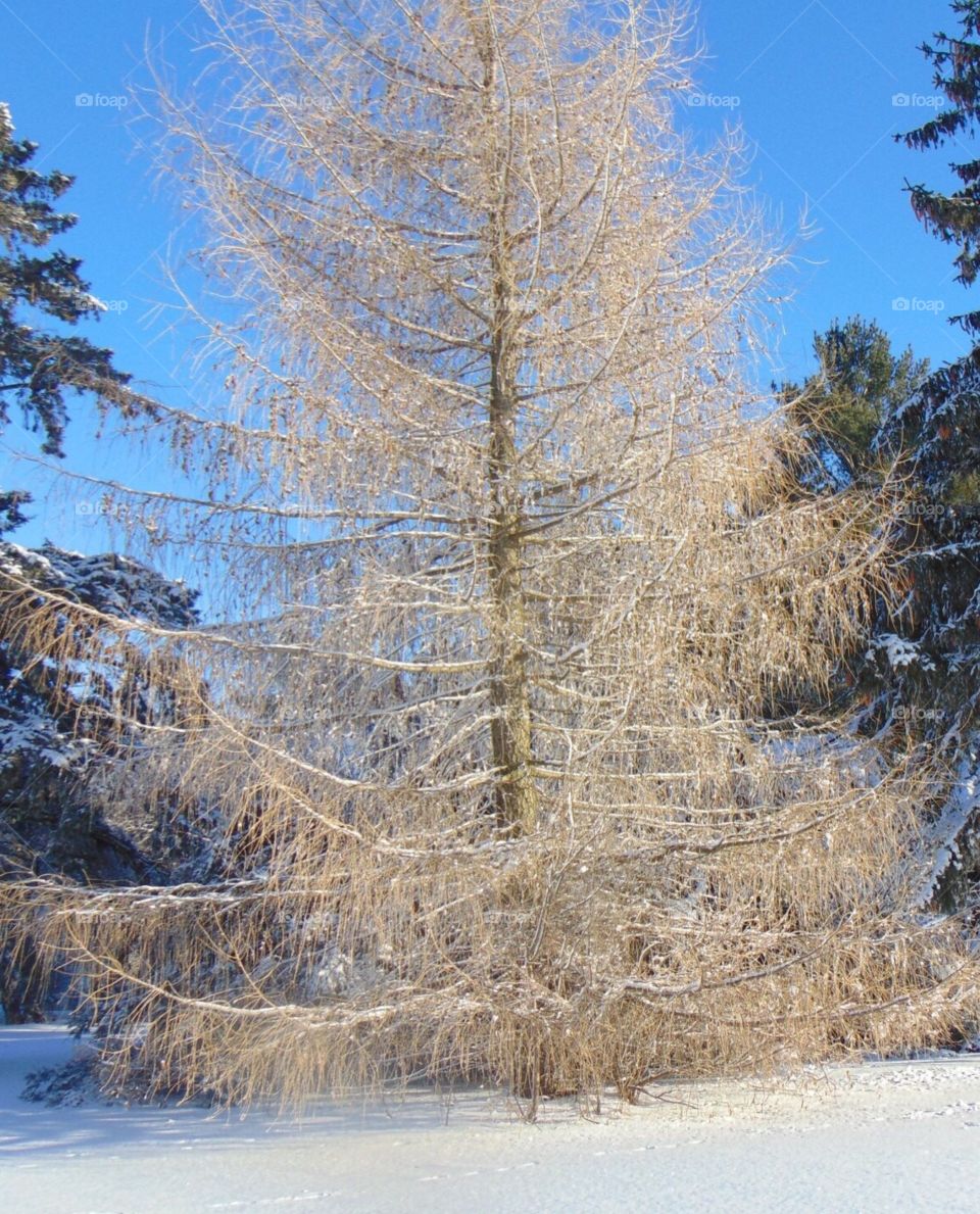 Snowy branches 