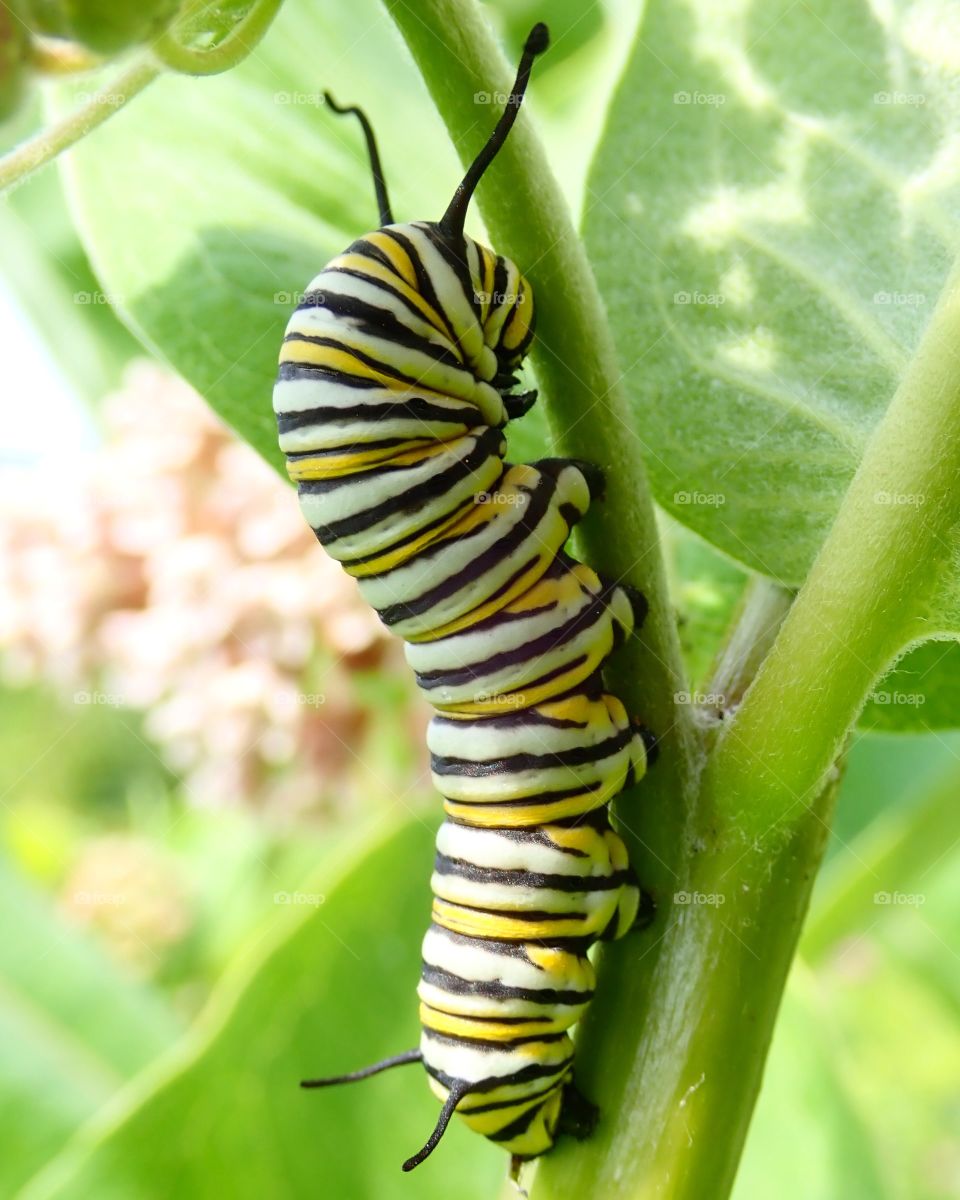 Monarch butterfly caterpillar climbing milkweed plant outdoor macro closeup