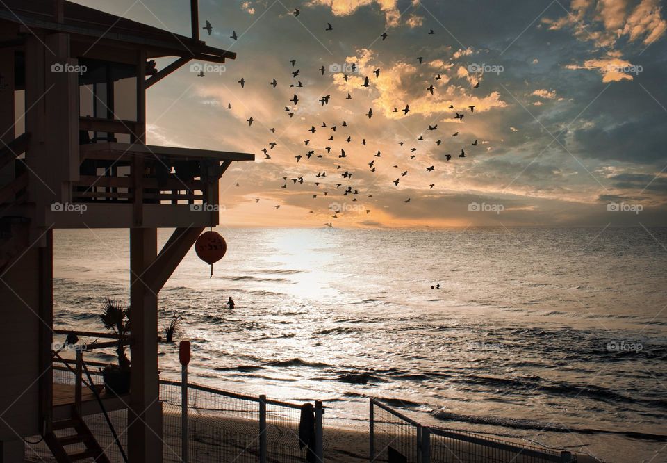 Scenic view, flock of birds over the sea.