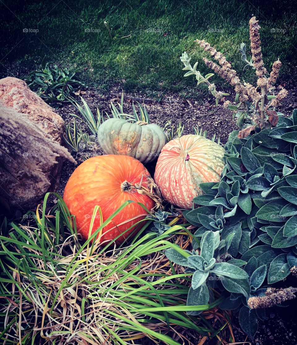 Pumpkin display 