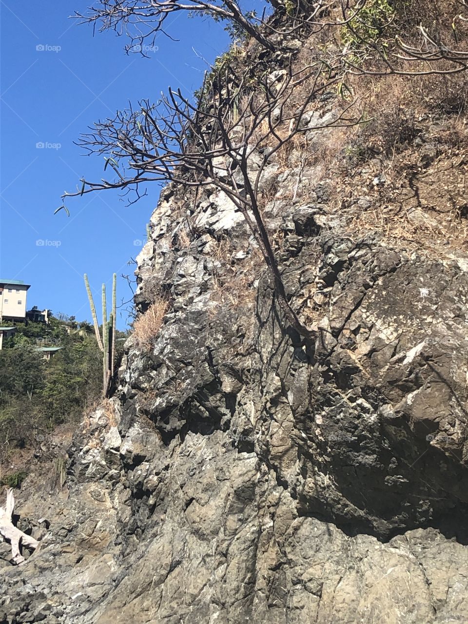 A tree on sugar beach