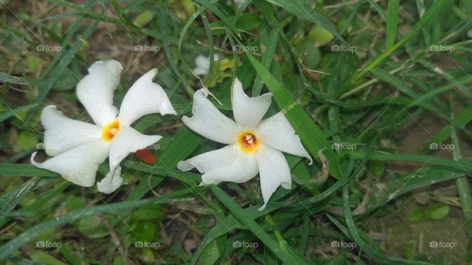 flower fallen on grass