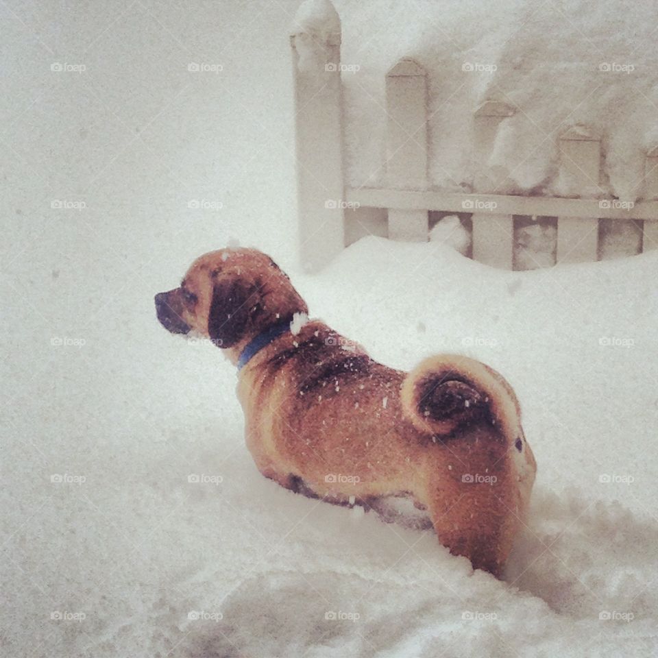Snow pup