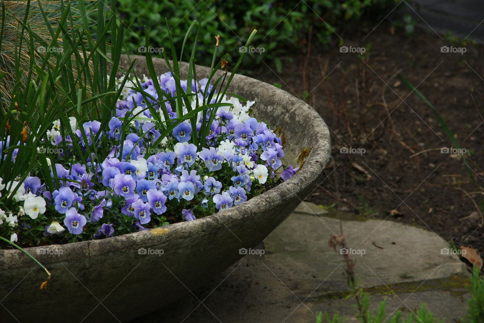 blue and white flowers in a bowl