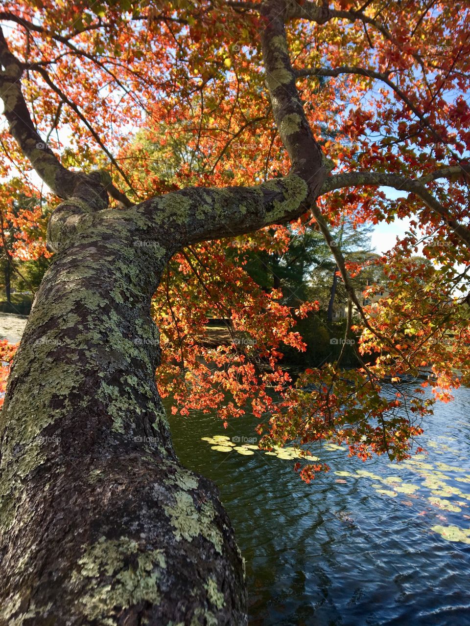 First person perspective of climbing a tree over a calm pond. Reminiscent of childhood days of climbing trees on a warm, fall day.