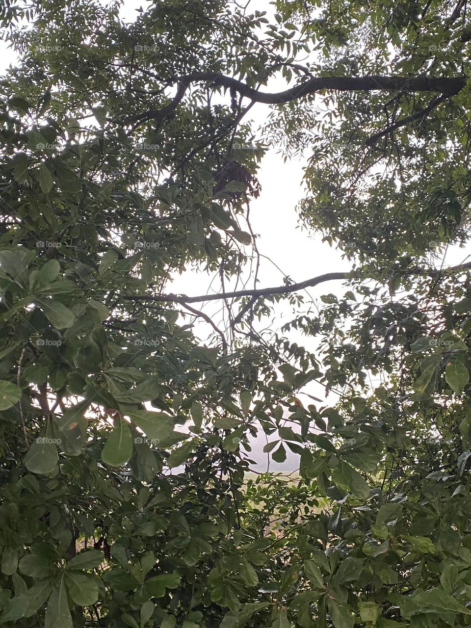 Look through the trees at the fog on the other side 