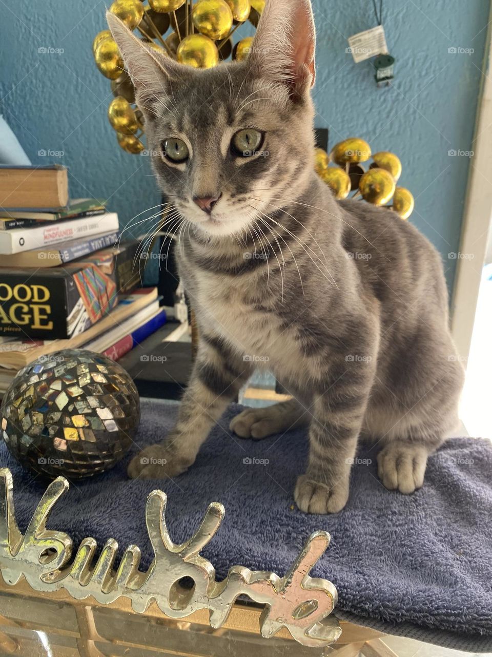 Pose pose pose un gato feliz 😸