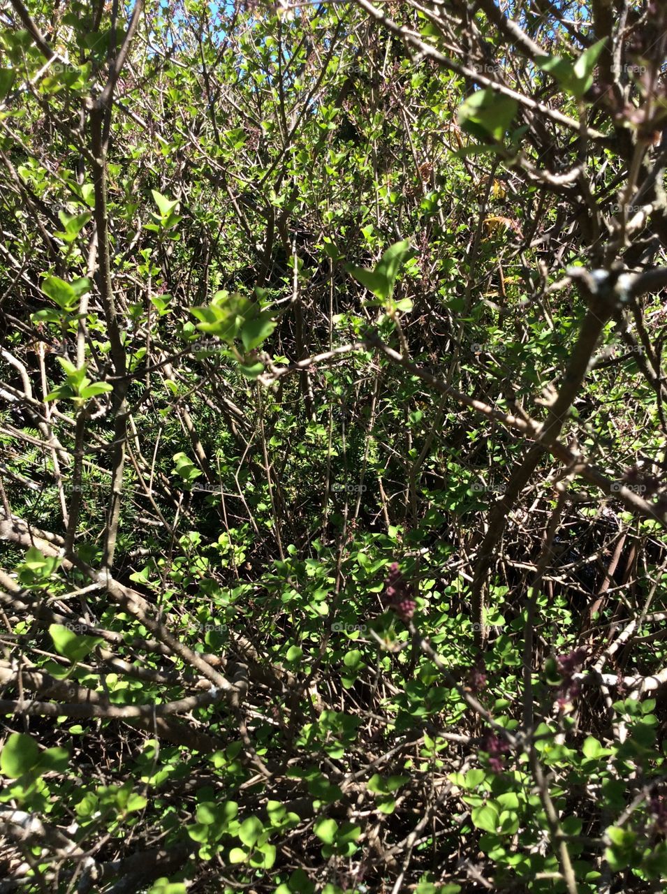 Tree, Nature, Leaf, Branch, Flora