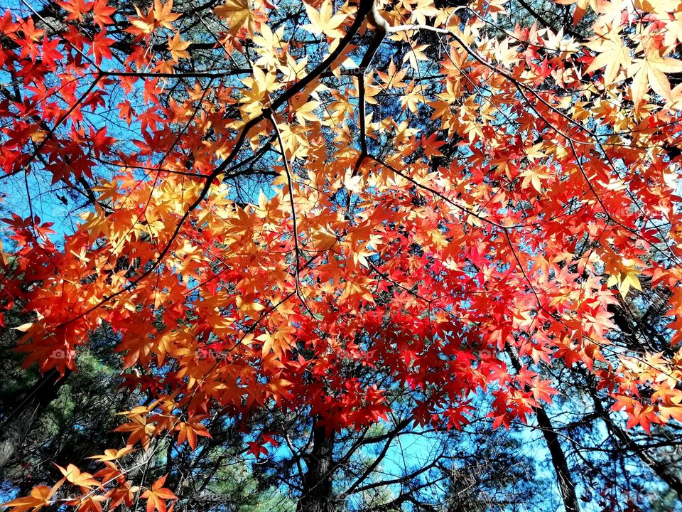 Autumn colours, Seoul South Korea