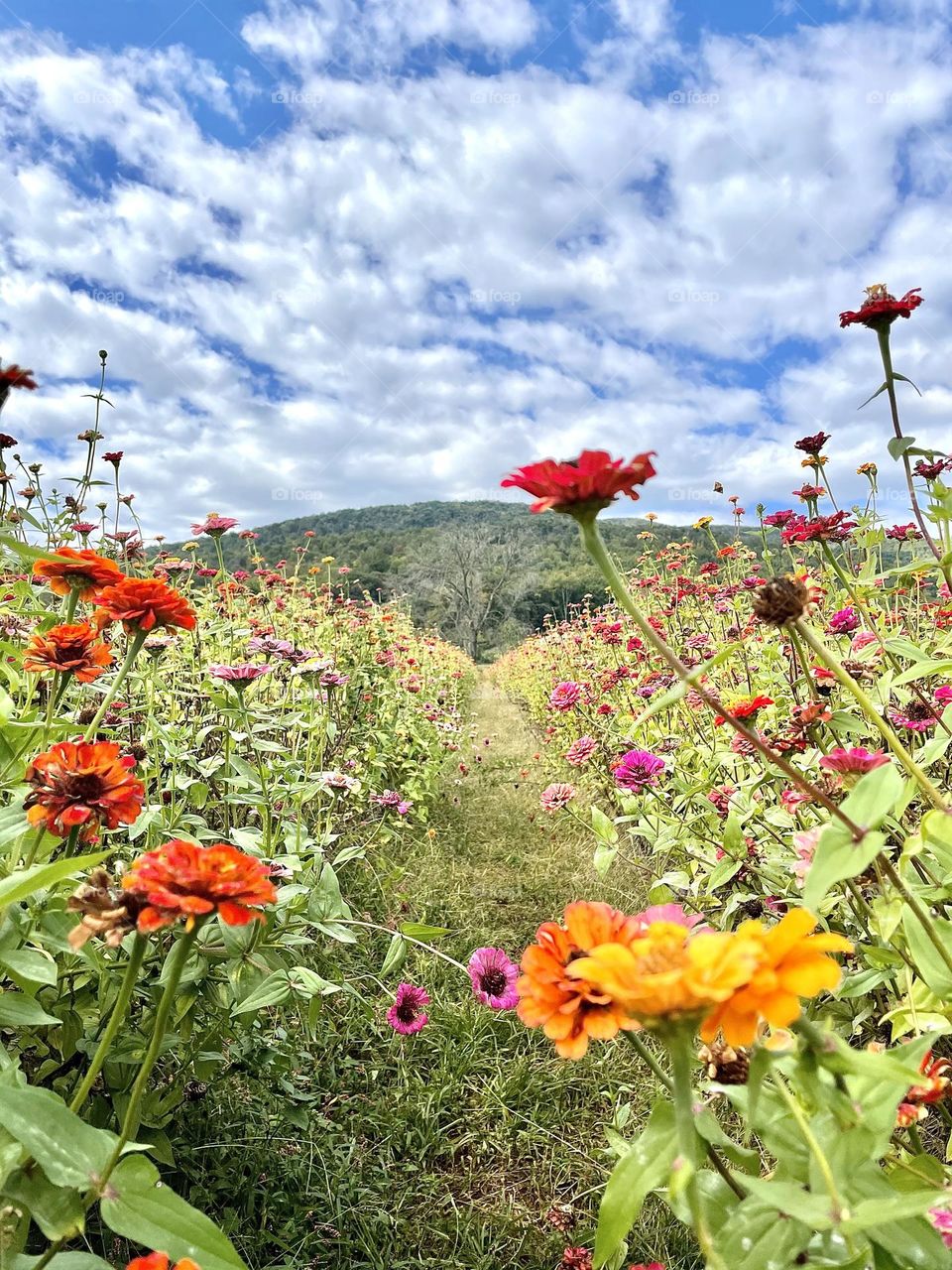Chiles Peach Orchard