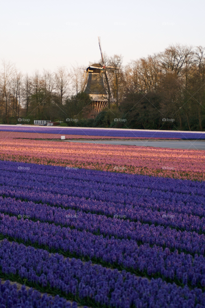 Tulips. Flowers in the spring