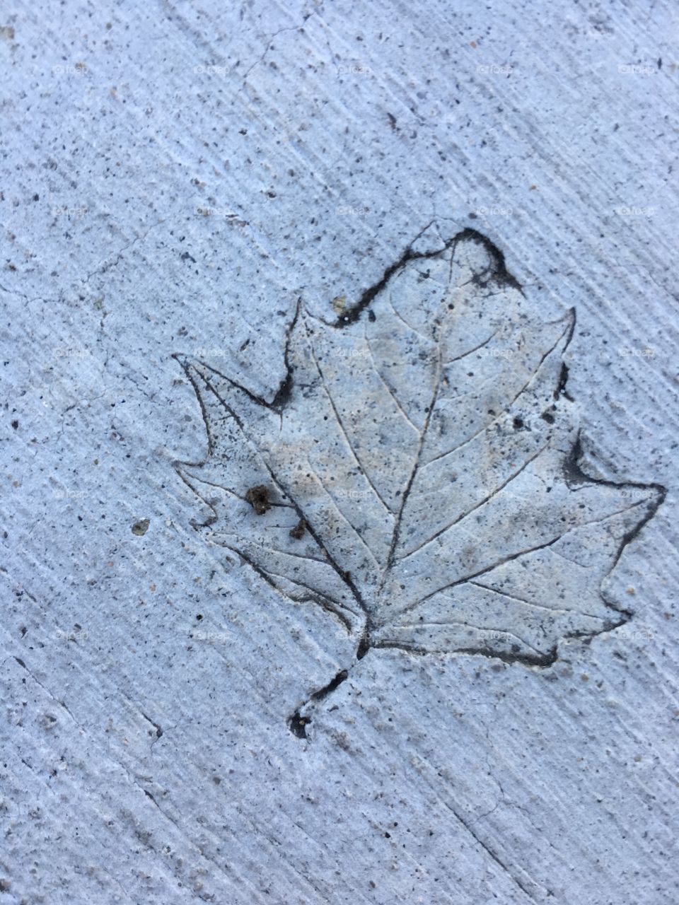 Impression of a liquid amber leaf in concrete sidewalk.