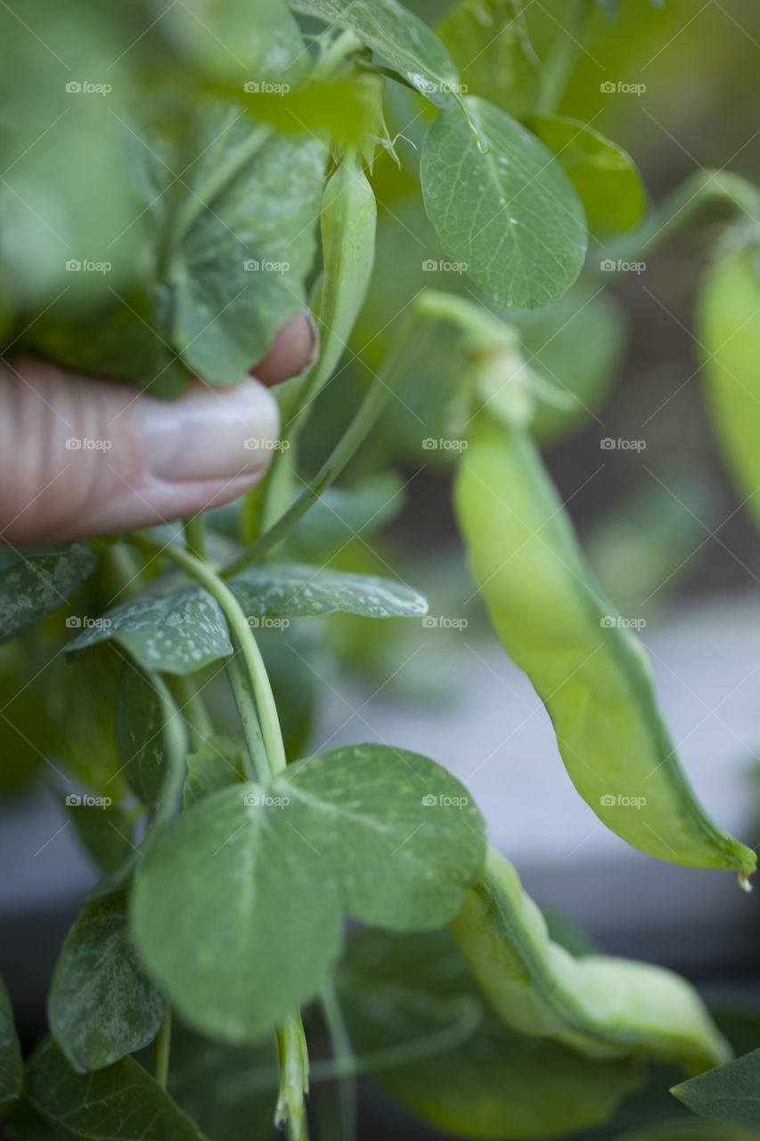 Harvesting pea pod