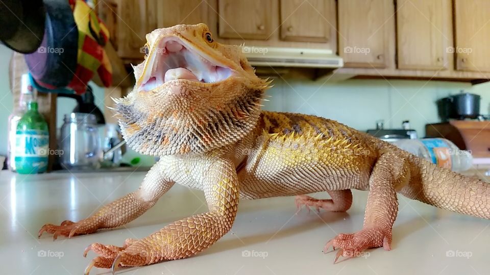 This amazing bearded dragon is definitely not afraid to show off his beard and his marvelous colors.