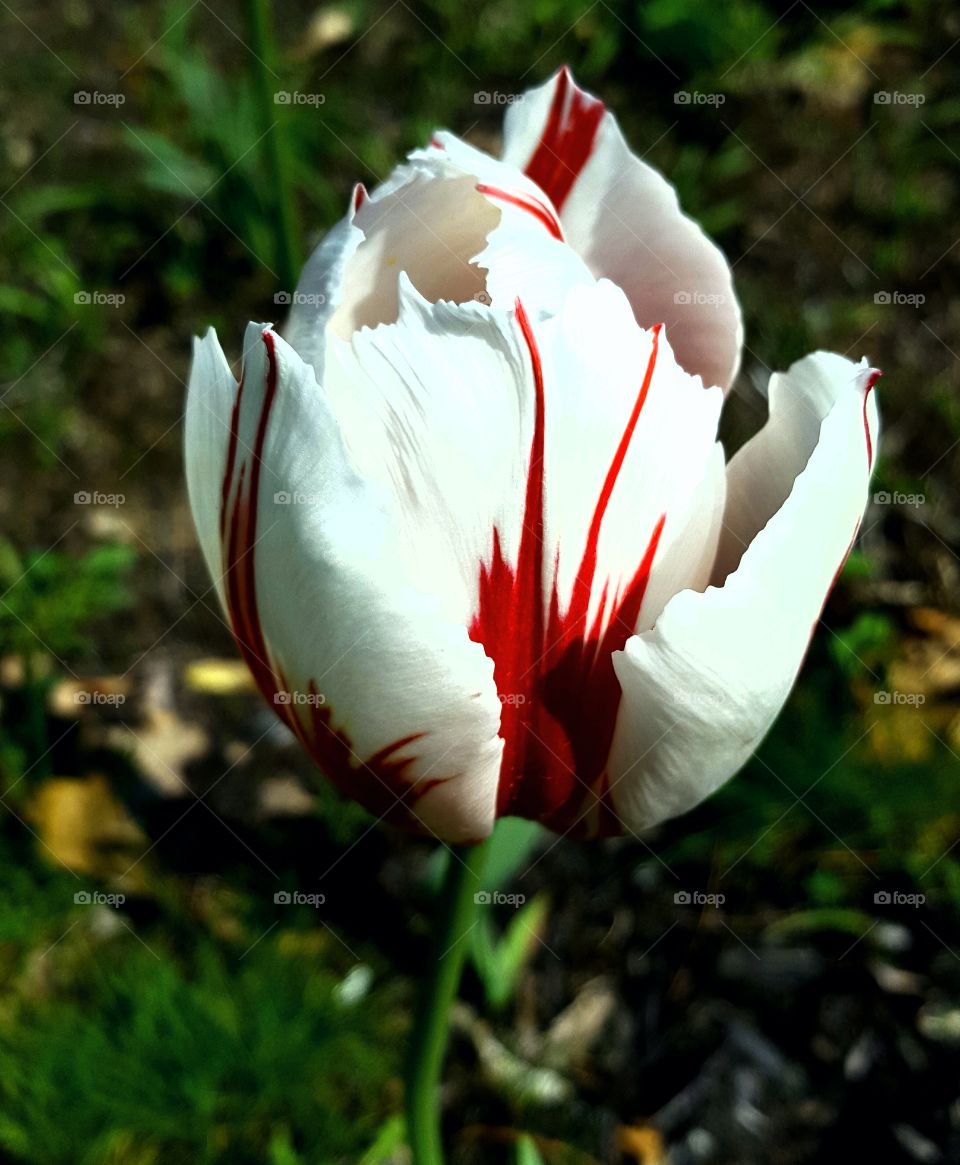 Blood splatter tulip