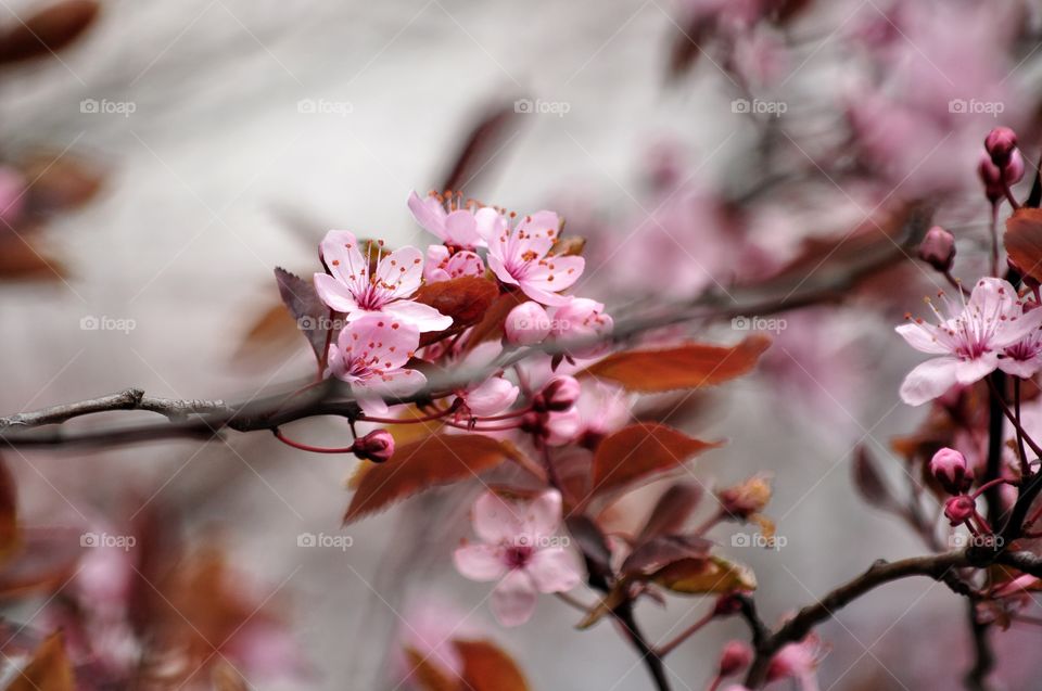 Flower, Cherry, No Person, Nature, Branch