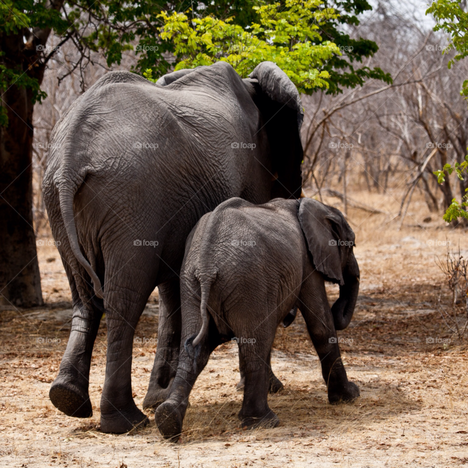 botswana animals elephant by Prince_Albert