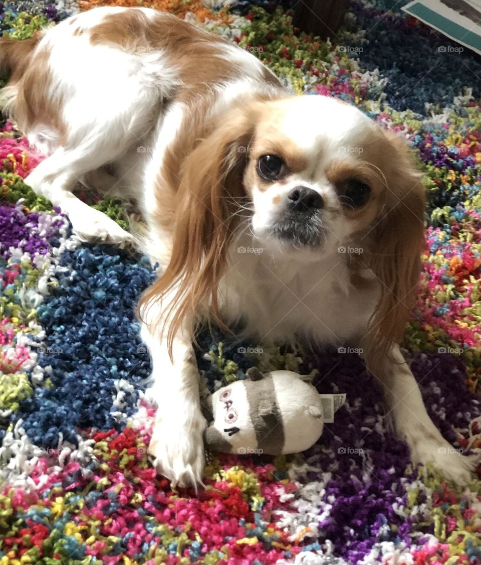 Pusheen is her FAVORITE toy