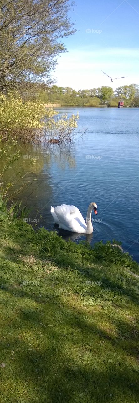 A swan floating on water