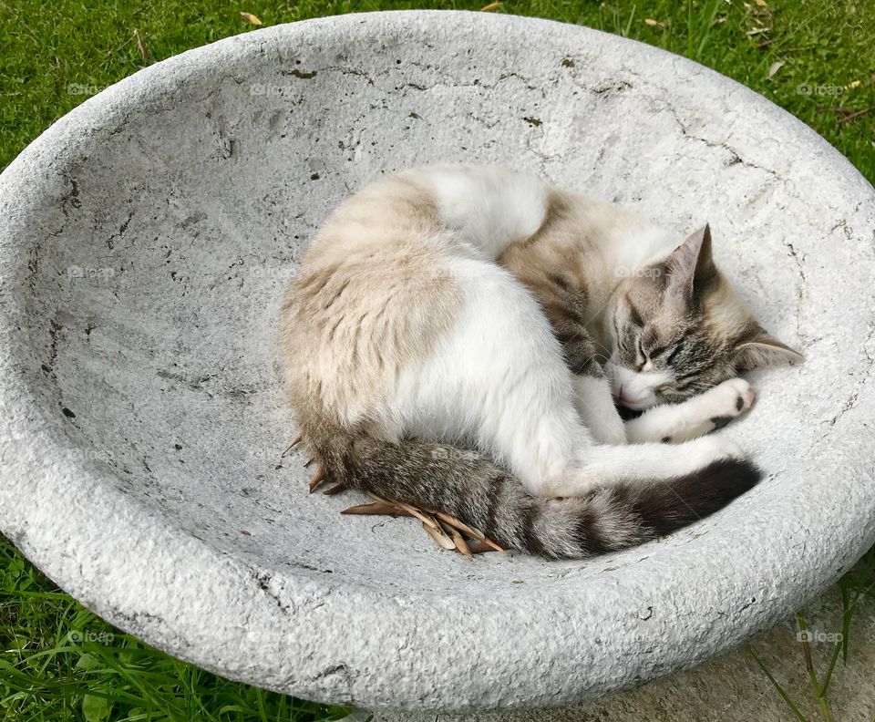 Cat Neve sleeping in a bowl 