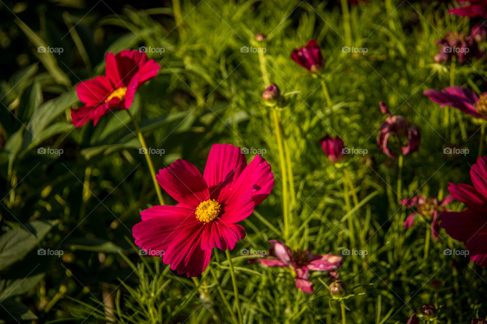 Daisies 