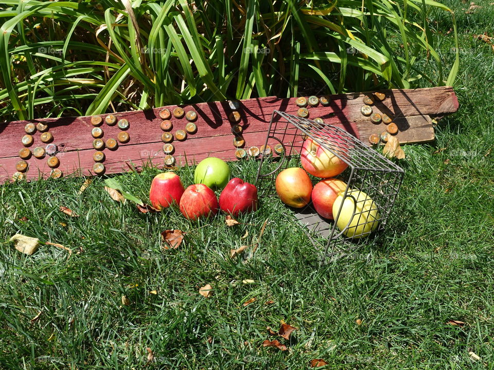 Apples on ground in grass with rustic sign