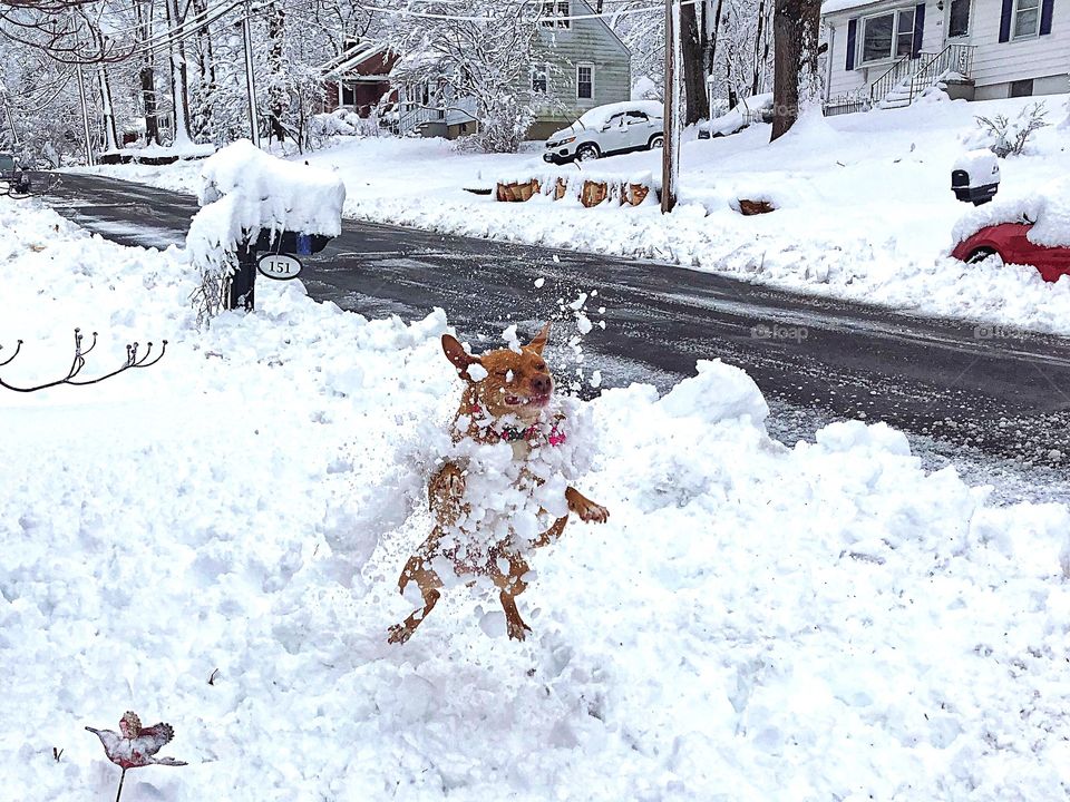 Knox loves the snow 