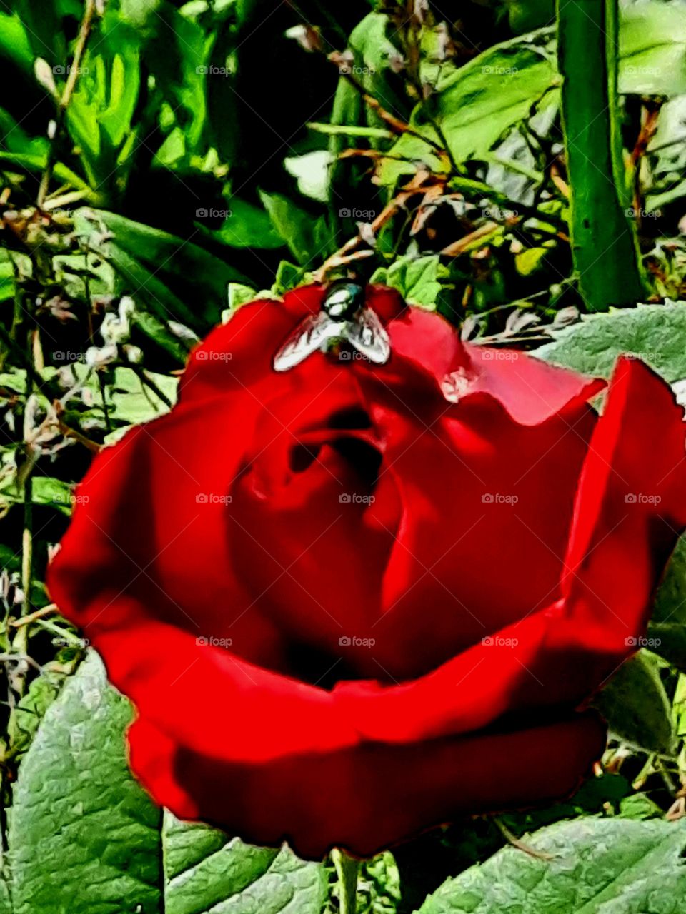 green shiny fly on red rose