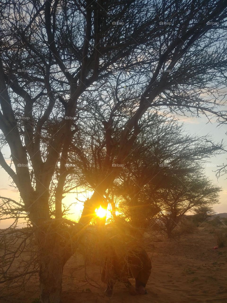 Acacia tree and the splendor of sunrise in the desert of Algeria