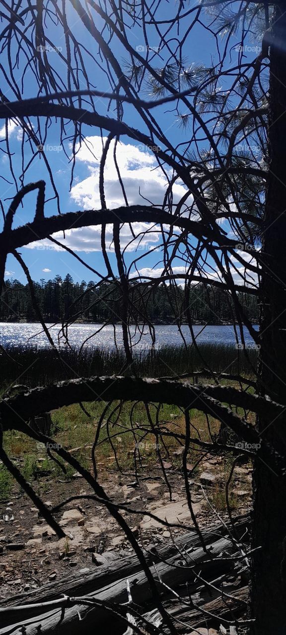 Through the tree there's beauty!