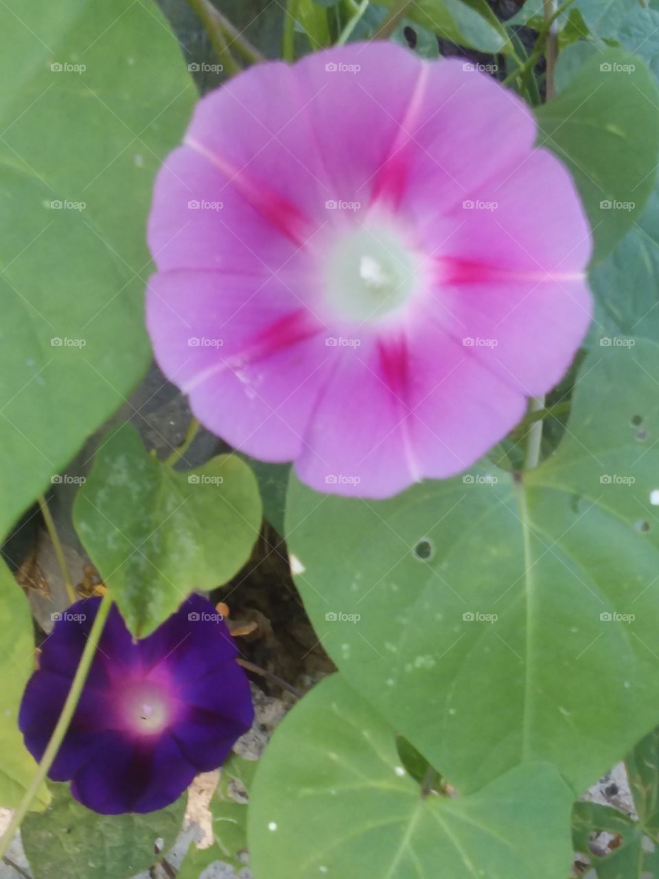 'Pretty in Pink' Morning Glory paired with a 'Grandpa Ott' Morning Glory. Summer 2018