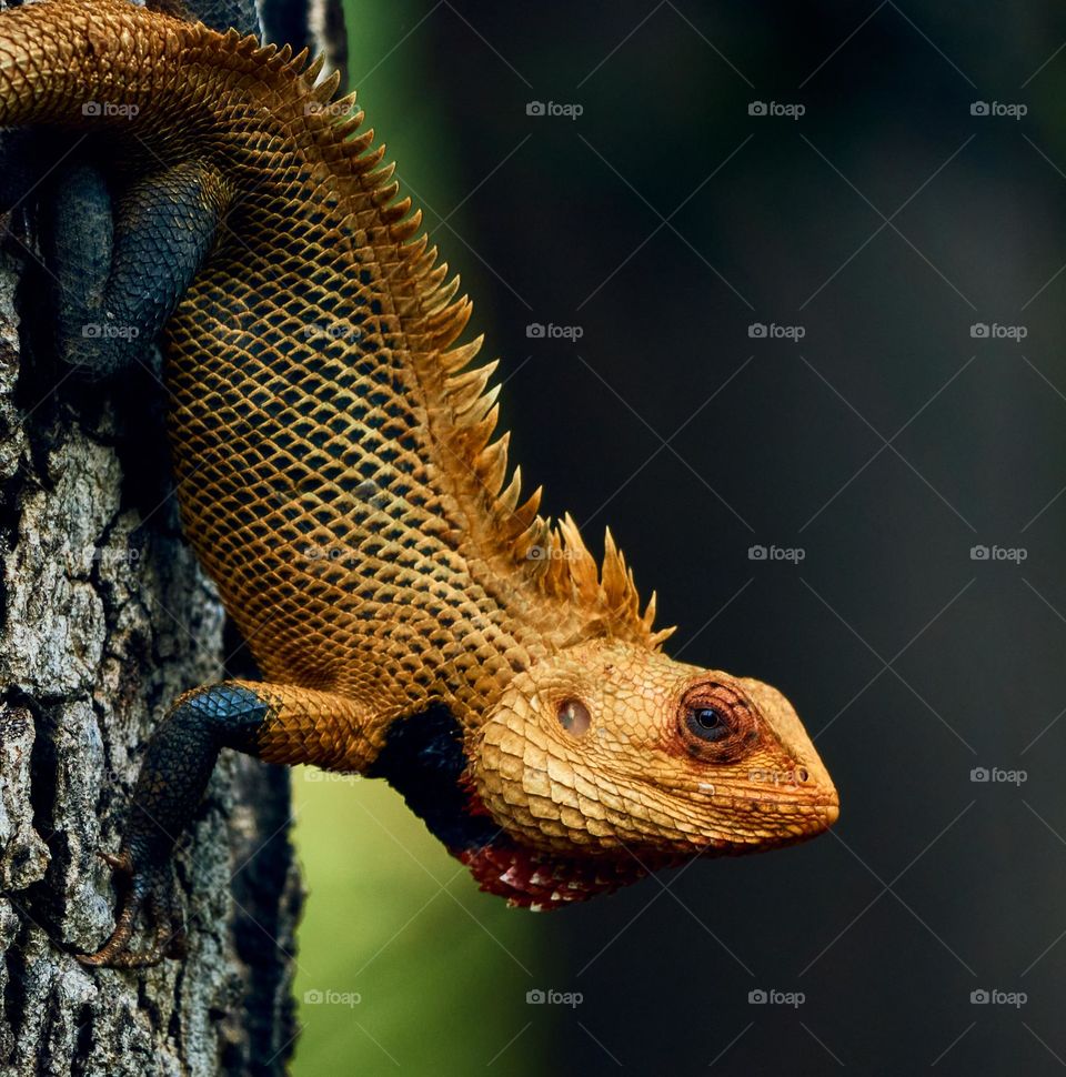 Macro photography - Oriental lizard 