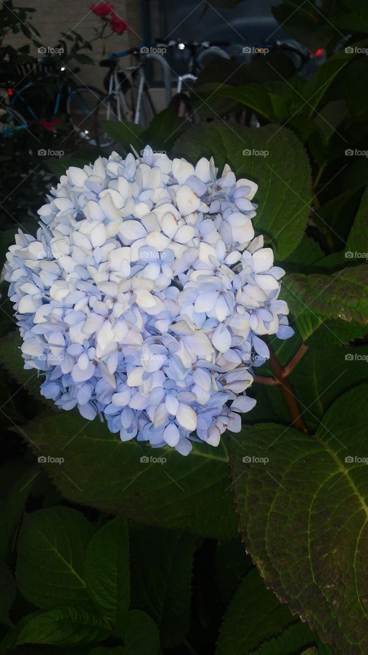 Flower, No Person, Nature, Flora, Leaf