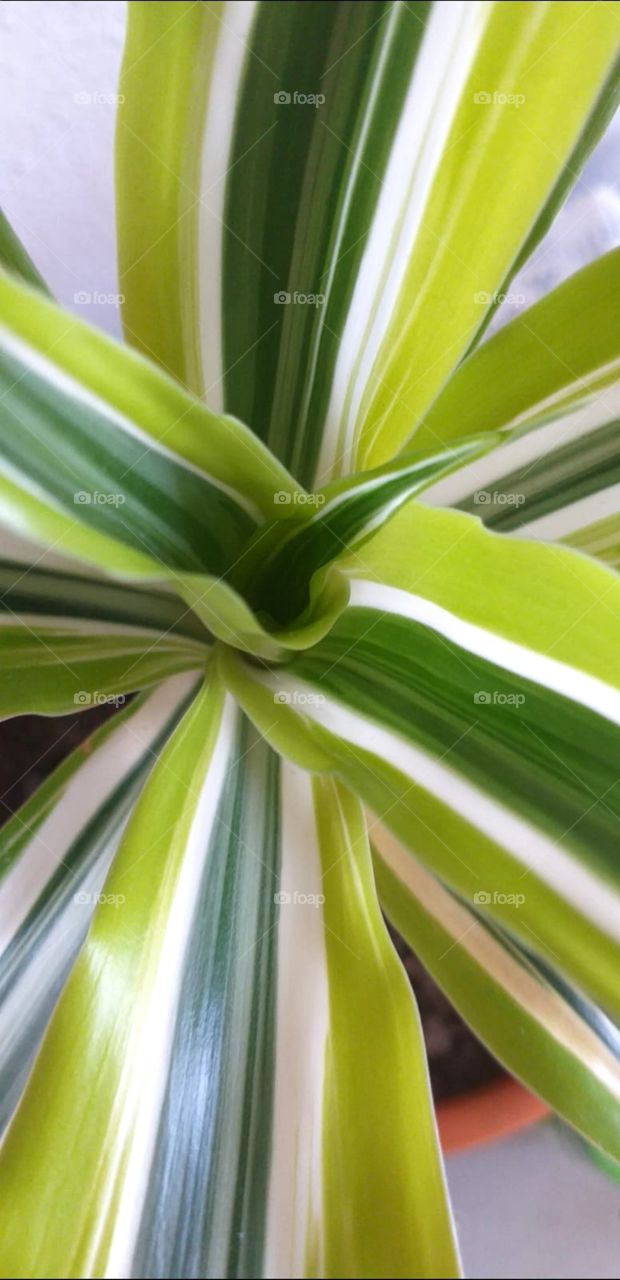 Plant#nature#shades#green#leaves