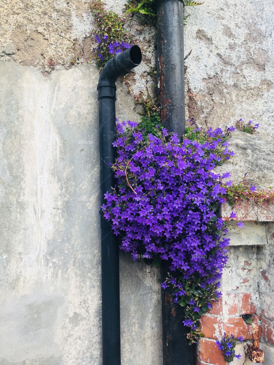 The power of purple flowers, beauty in nature and magic of colour. Architecture versus nature 