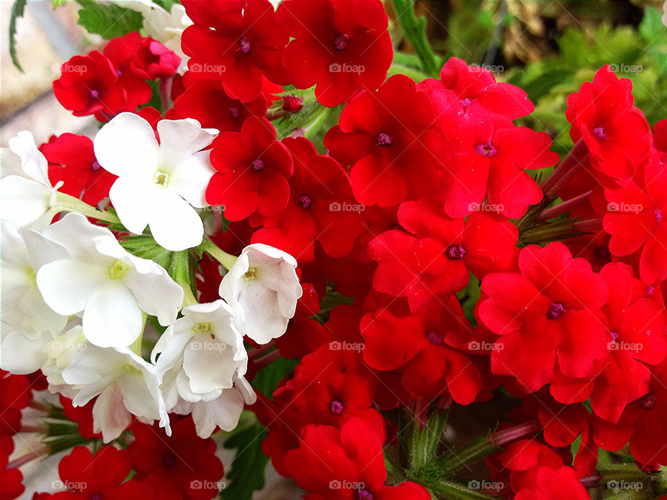 green flowers garden pretty by vickikl3