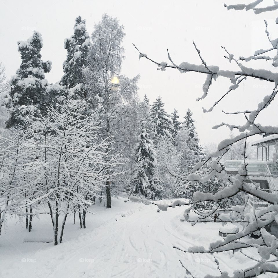 Frozen trees during winter