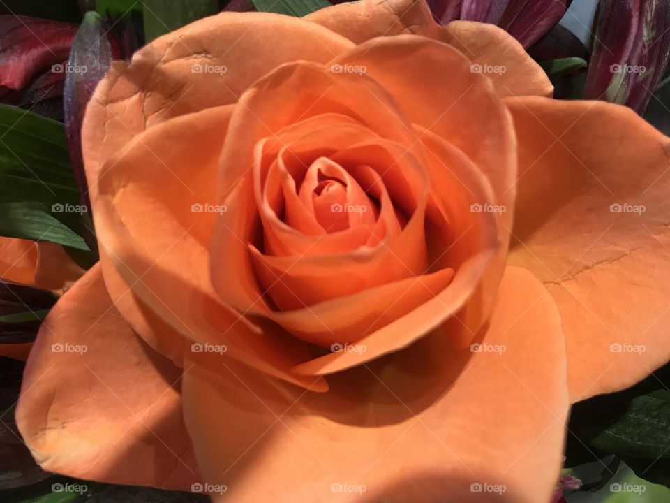 A pic of a rose Simple but nice